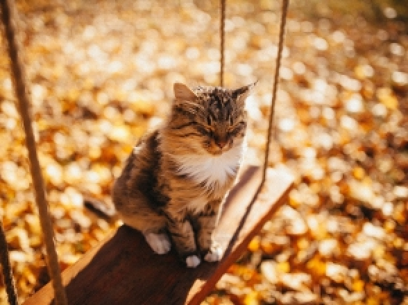 Մեր տարածաշրջանի համար օդի ջերմաստիճանը սեպտեմբերի 15-22-ը կանխատեսվում է նորմայից ցածր 1-3 աստիճան